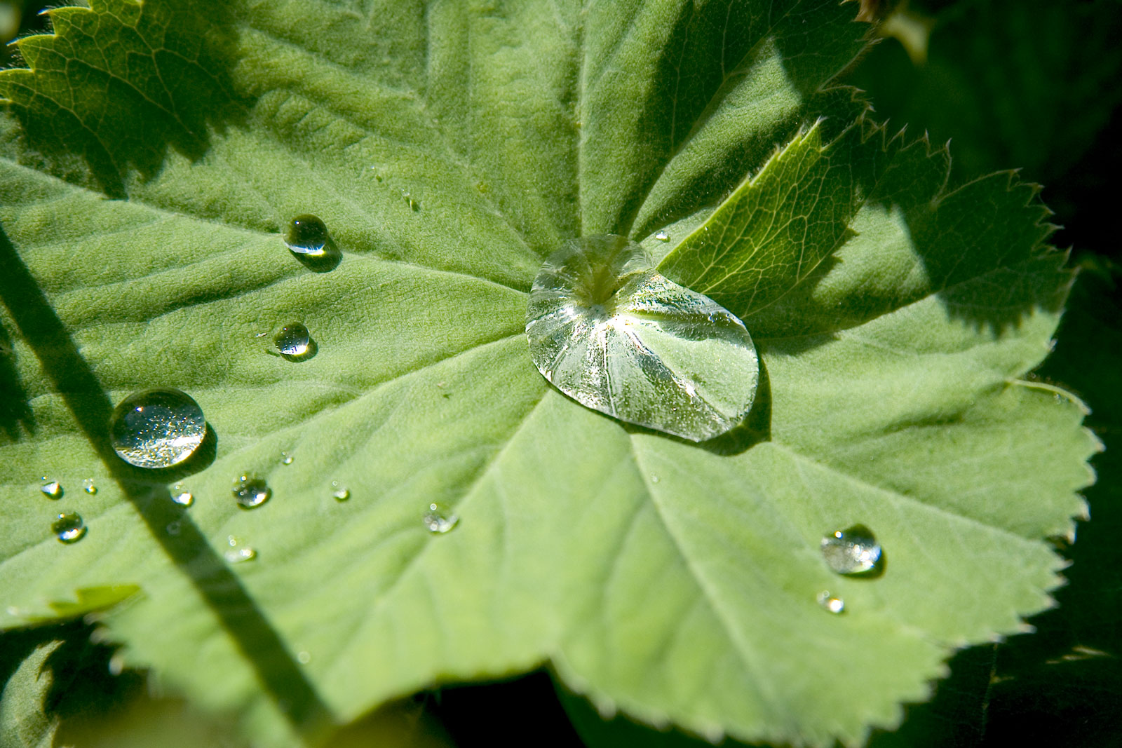 Goute d'eau sur une feuille symbole de détente