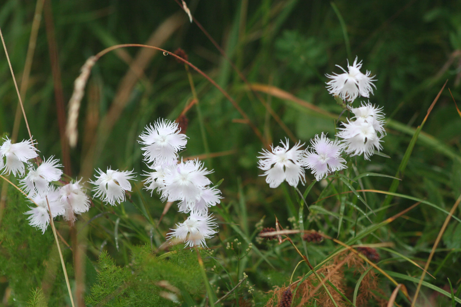 Fleurs blanches apaisantes dans la nature