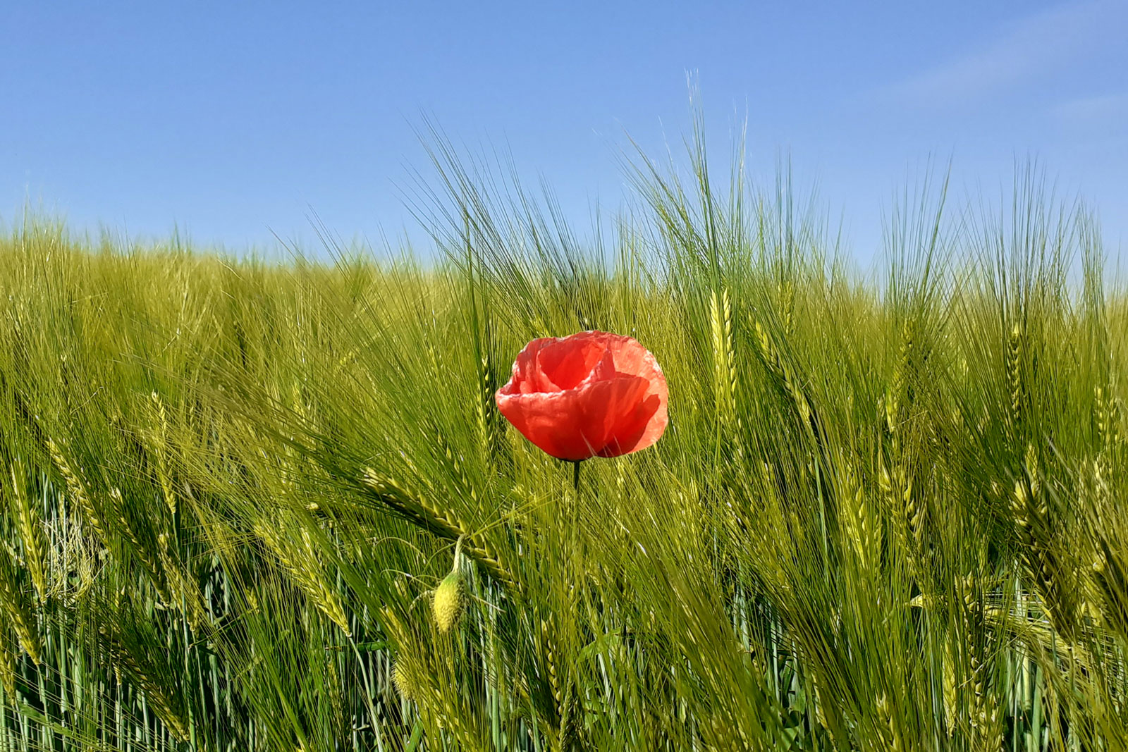 Jolie fleur apaisante dans un champs